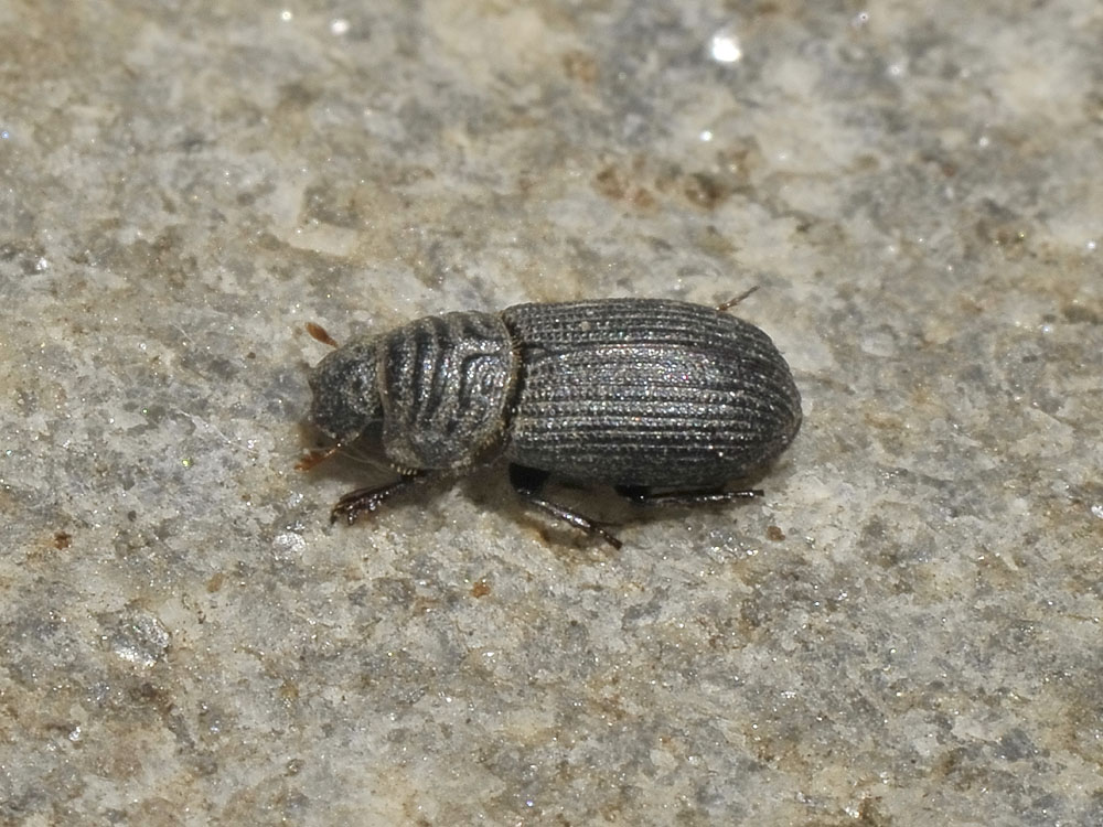 Rhyssemus sp. (Aphodiidae): Rhyssemus cfr. germanus